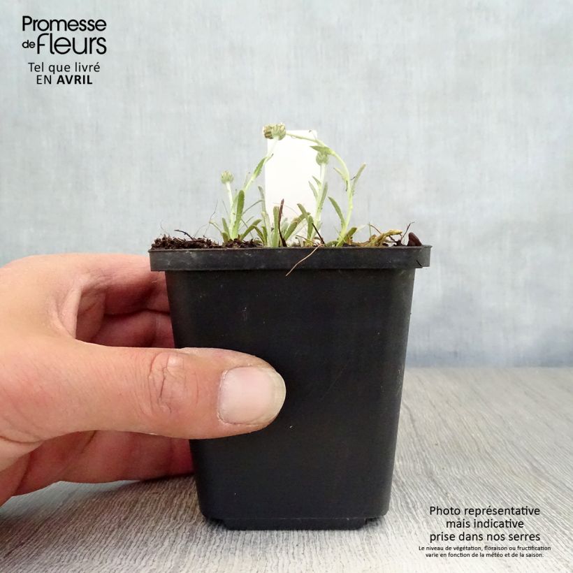 Achillea ageratifolia 8/9 cm pot sample as delivered in spring