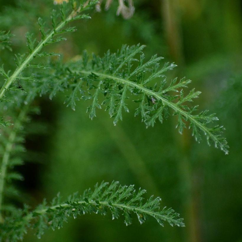 Achillea filipendulina Golden Plate (Foliage)