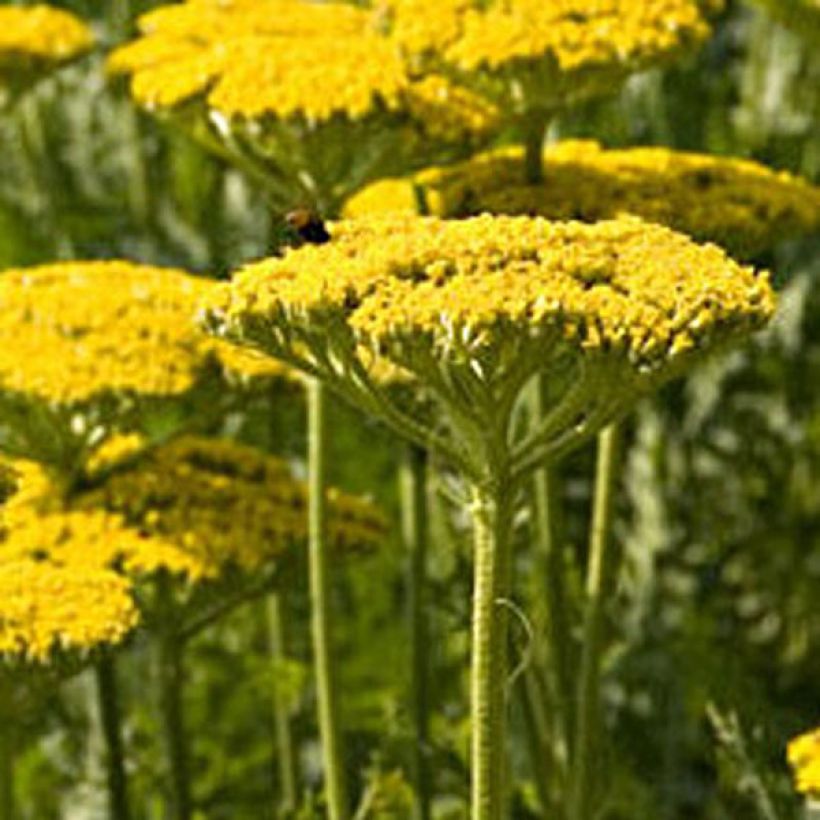 Achillea filipendulina Golden Plate (Plant habit)