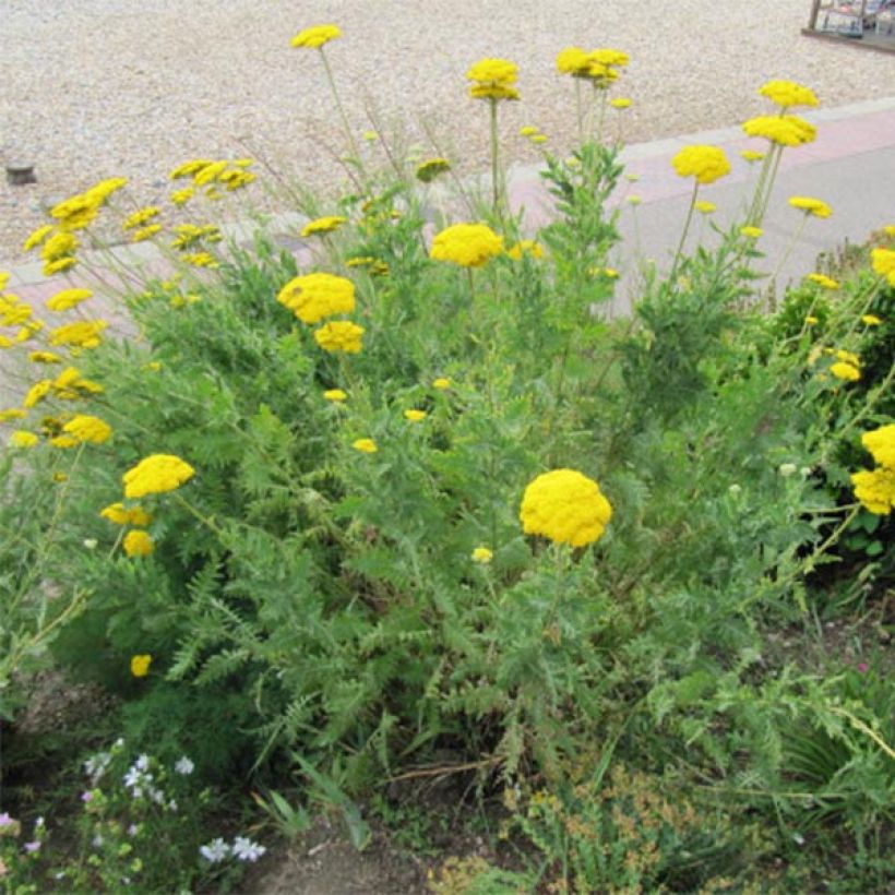 Achillea fillipendulina Cloth of Gold (Plant habit)