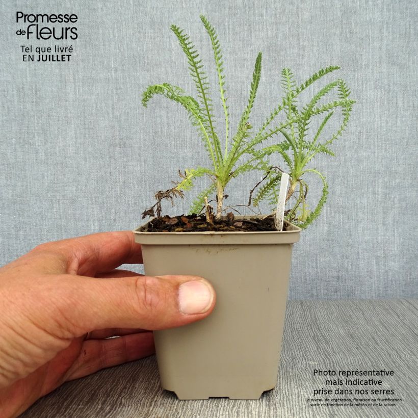 Achillea clypeolata Little Moonshine 8/9 cm pot sample as delivered in summer