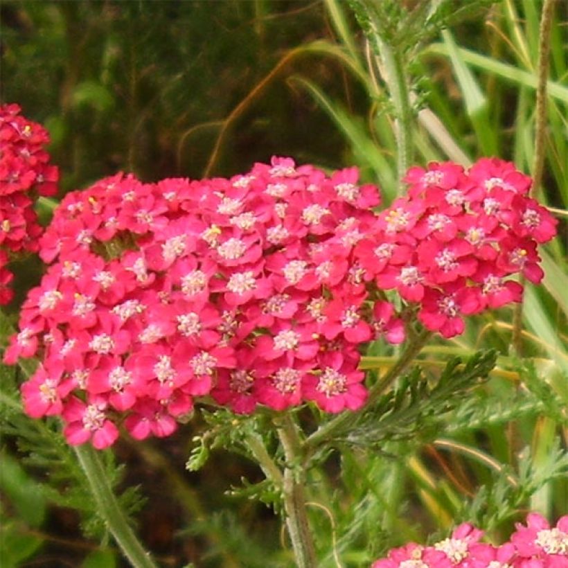 Achillea millefolium Petra (Flowering)