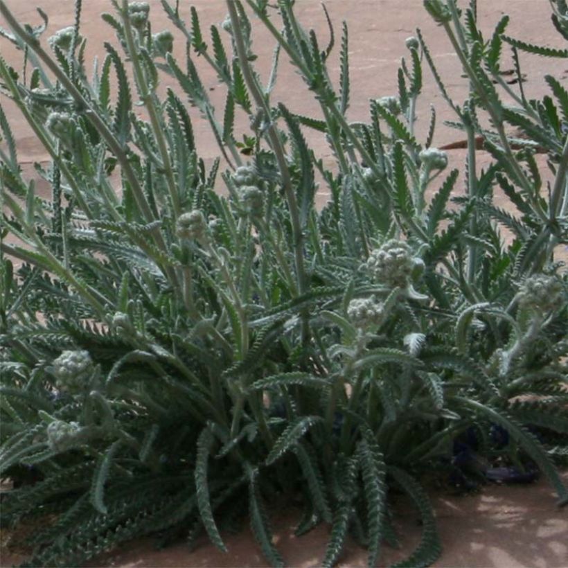 Achillea kellereri (Foliage)