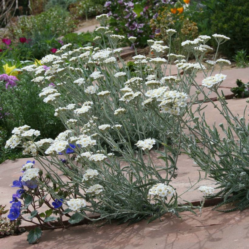 Achillea kellereri (Plant habit)