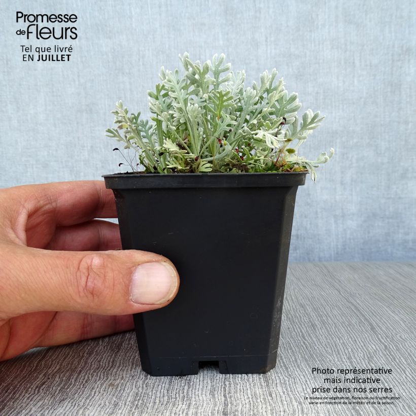 Achillea kellereri 8/9 cm pot sample as delivered in summer