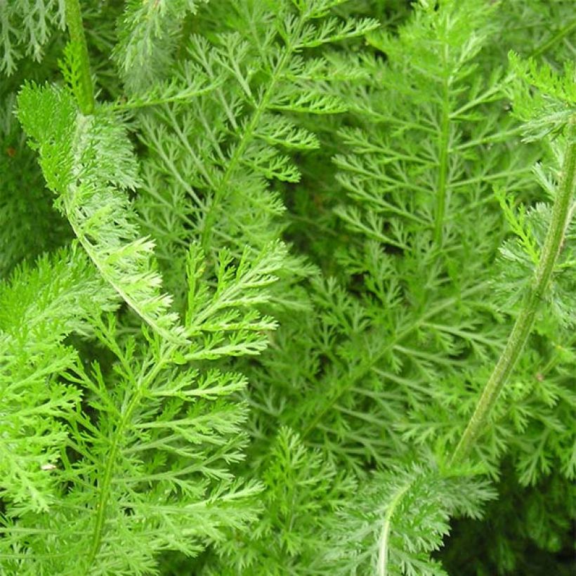 Achillea millefolium Desert Eve Deep Rose (Foliage)