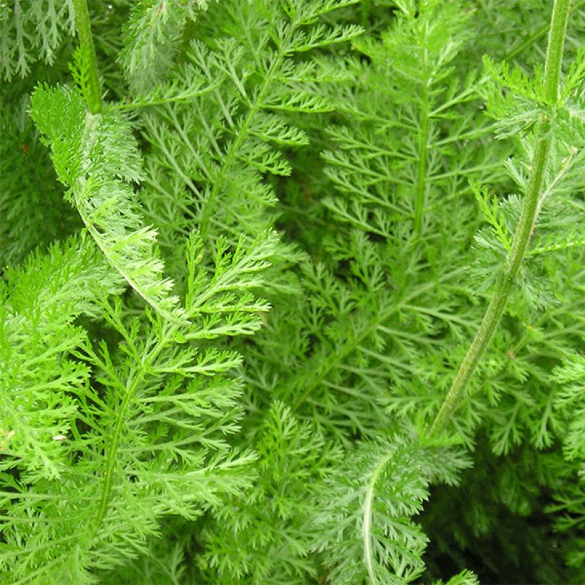 Achillea millefolium Desert Eve Red (Foliage)