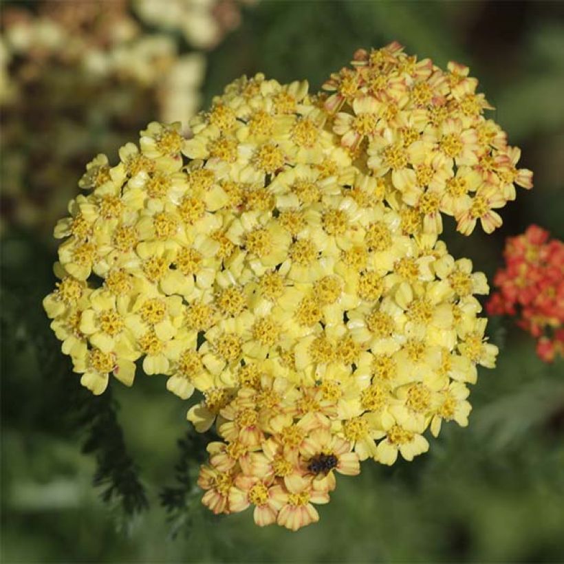 Achillea millefolium Desert Eve Terracotta (Flowering)