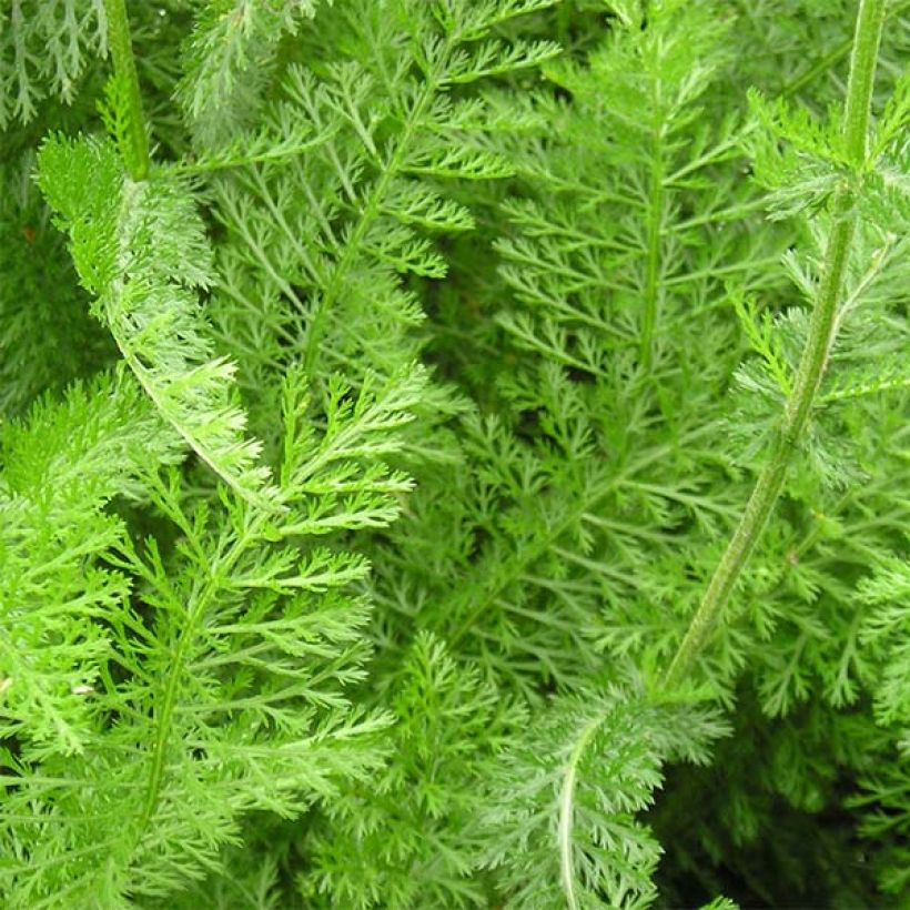 Achillea millefolium Desert Eve Deep Yellow (Foliage)