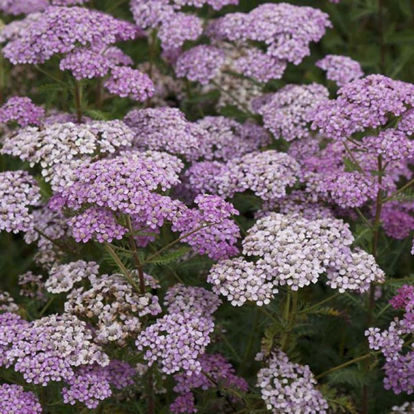 Achillea millefolium Excel (Flowering)