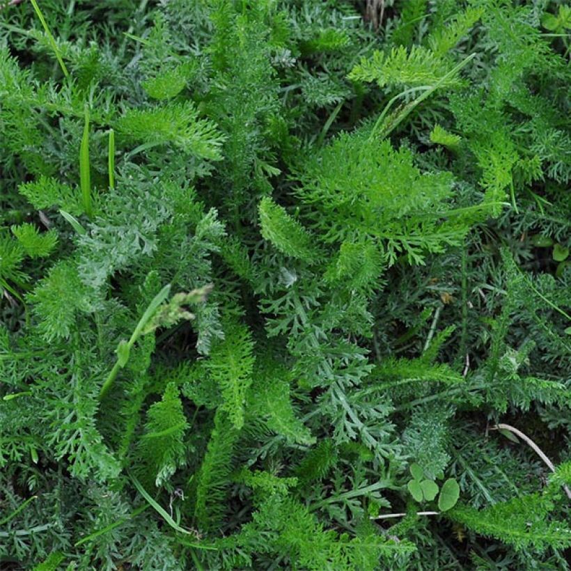 Achillea millefolium Jacqueline (Foliage)