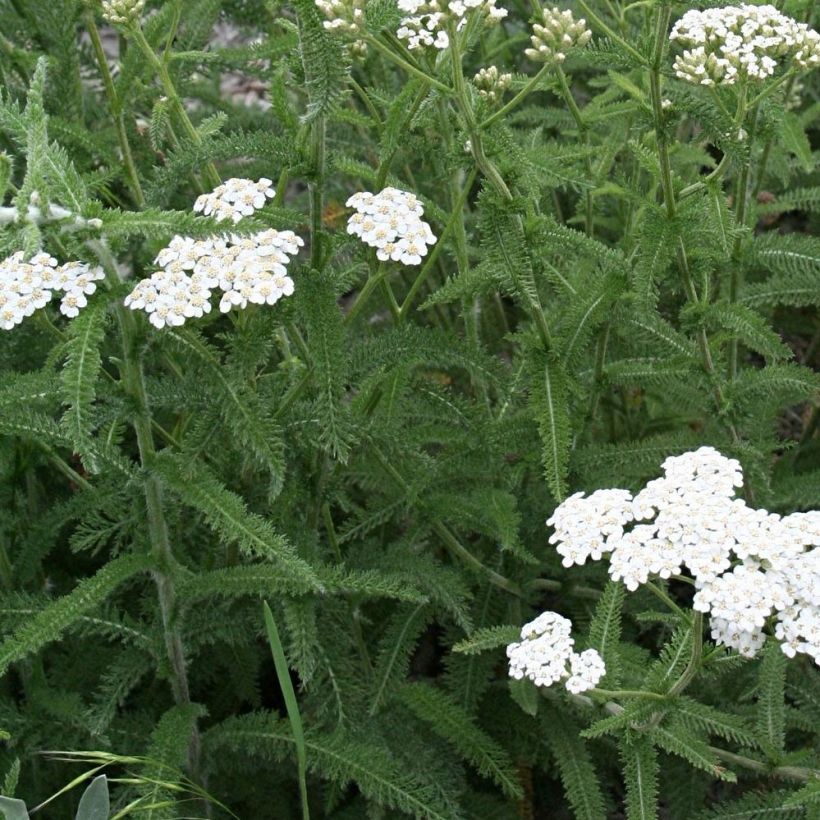 Achillea millefolium Mondpagode (Foliage)