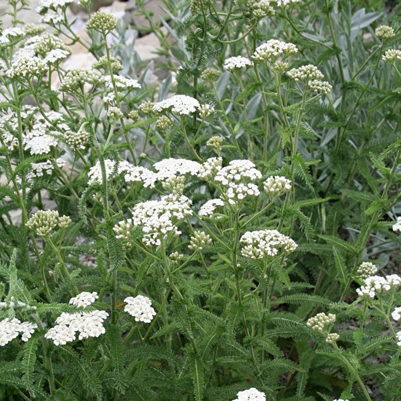 Achillea millefolium Mondpagode (Plant habit)