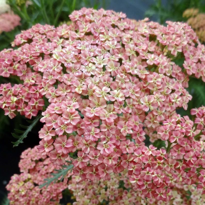 Achillea millefolium Peachy Seduction (Flowering)