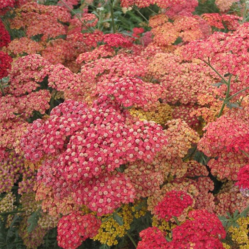 Achillea millefolium Pretty Woman (Flowering)