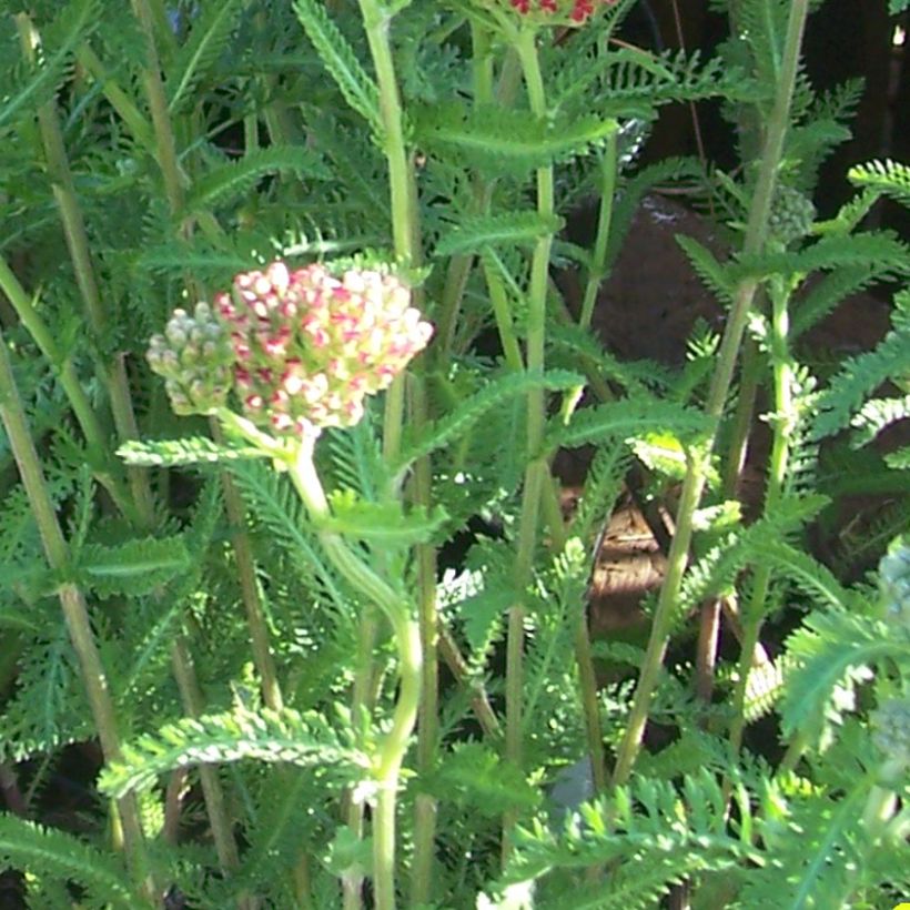 Achillea millefolium The Beacon (Foliage)