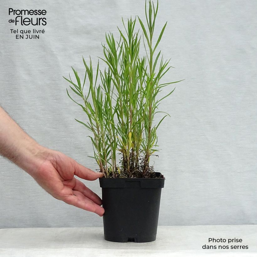 Achillea ptarmica Boule de Neige 2L/3L pot sample as delivered in summer