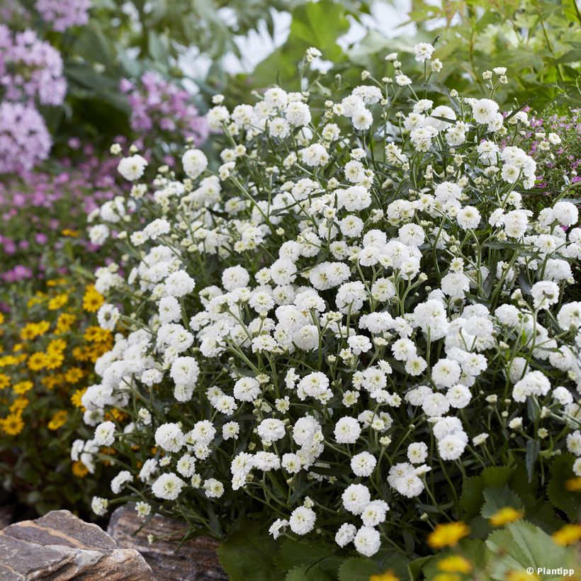 Achillea ptarmica Diadem (Plant habit)