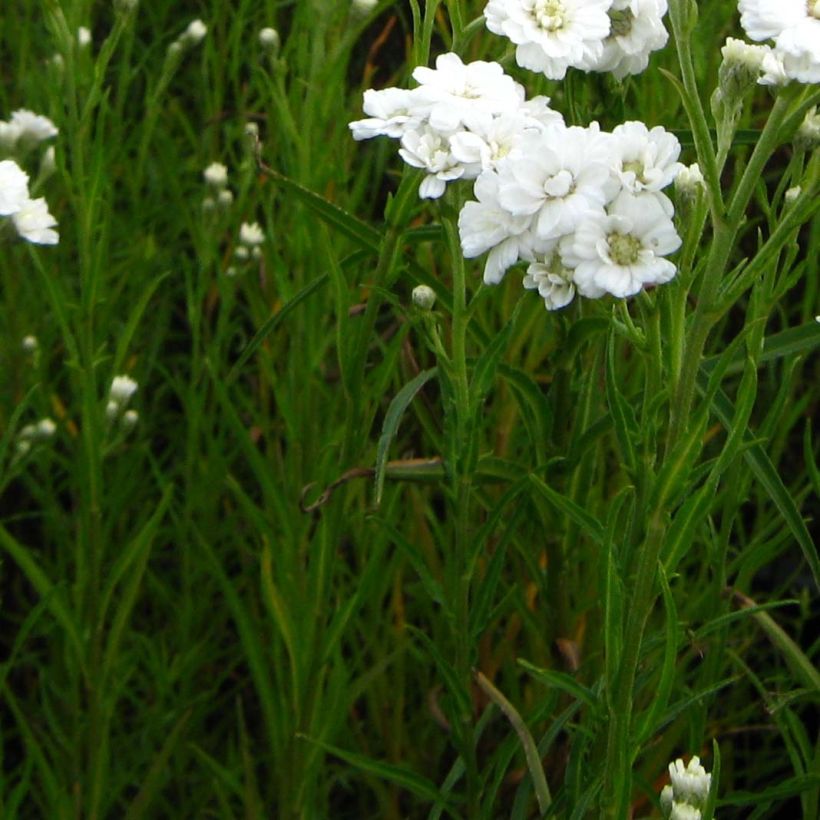 Achillea ptarmica Weihenstephan (Foliage)