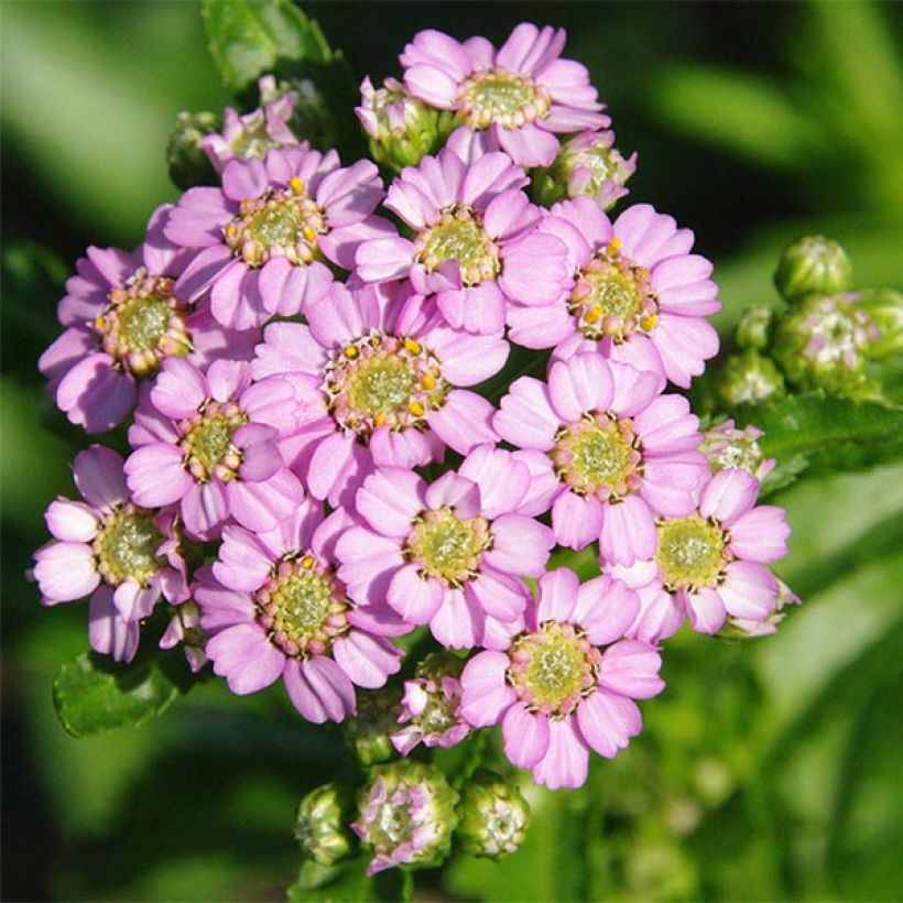 Achillea sibirica var. camtschatica Love Parade (Flowering)