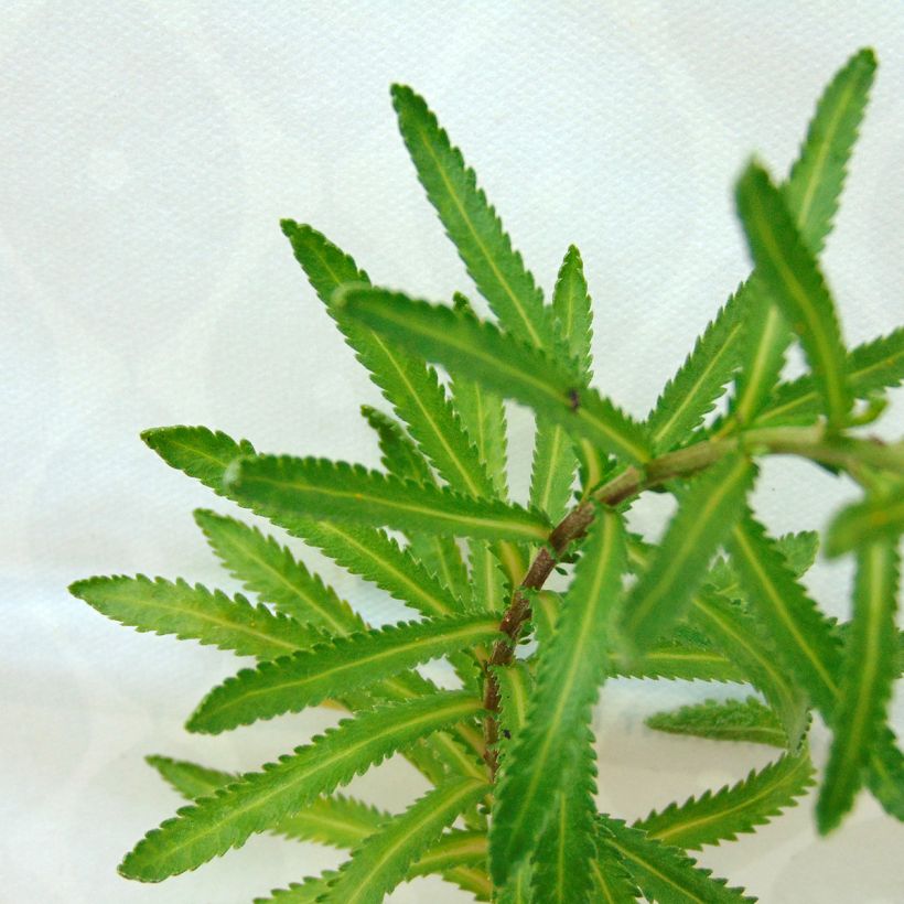 Achillea sibirica var. camtschatica Love Parade (Foliage)