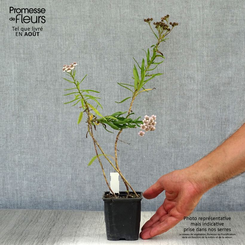 Achillea sibirica var. camtschatica Love Parade 8/9 cm pot sample as delivered in summer