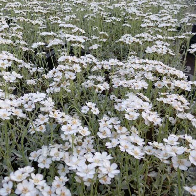 Achillea umbellata (Flowering)