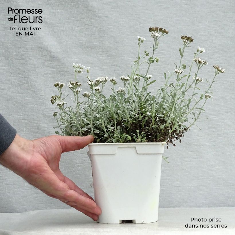 Achillea umbellata 2L/3L pot sample as delivered in spring