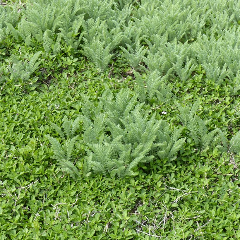 Achillea crithmifolia (Plant habit)