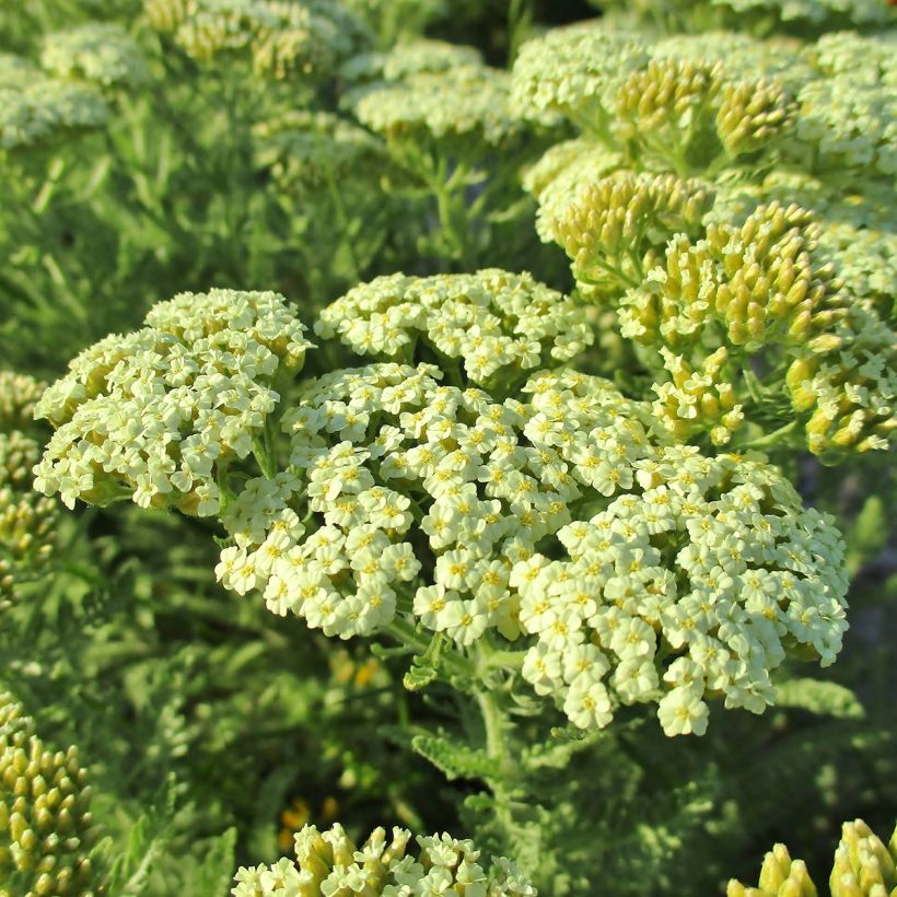 Achillea crithmifolia (Flowering)