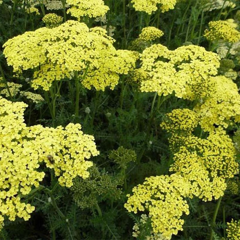 Achillea Credo (Flowering)