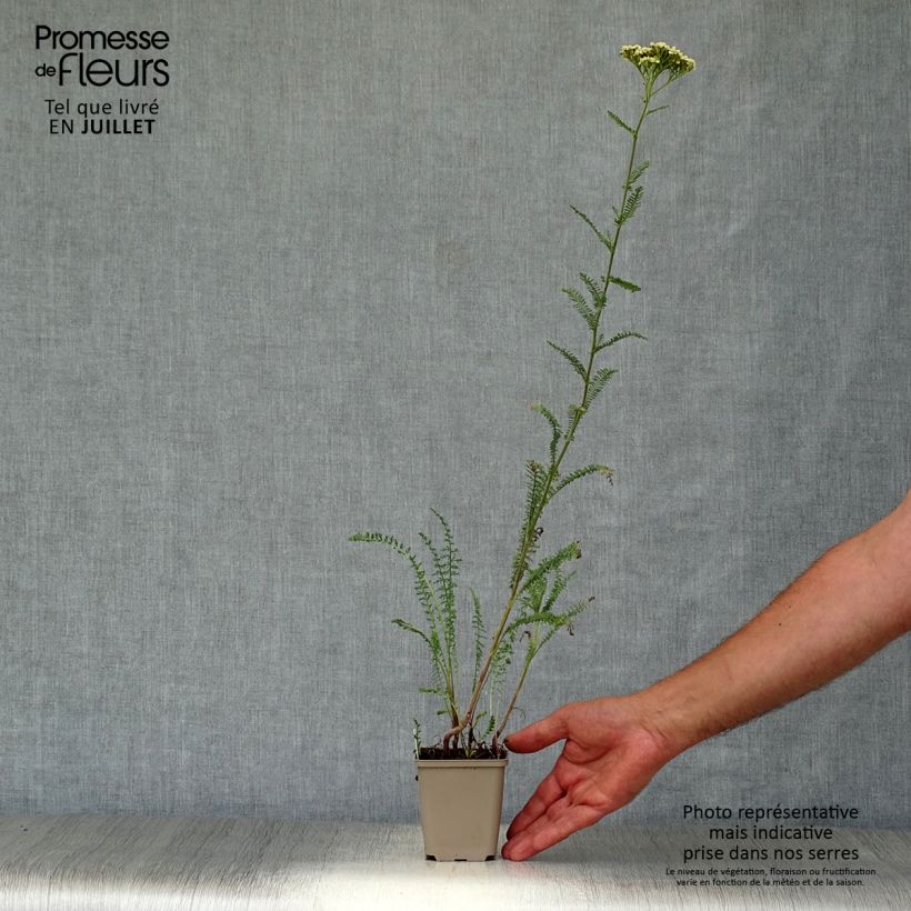 Achillea Credo 8/9 cm pot sample as delivered in summer