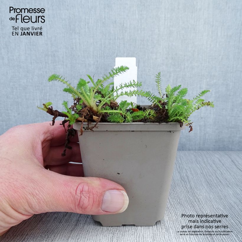 Achillea millefolium Desert Eve Red 7/8 cm pot sample as delivered in winter