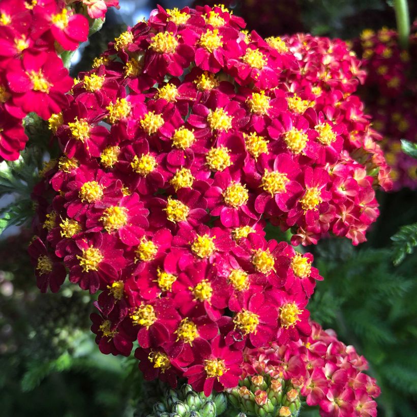 Achillea millefolium Desert Eve Red (Flowering)