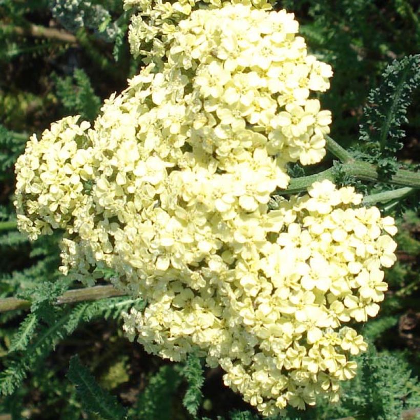 Achillea millefolium Hella Glashoff (Flowering)