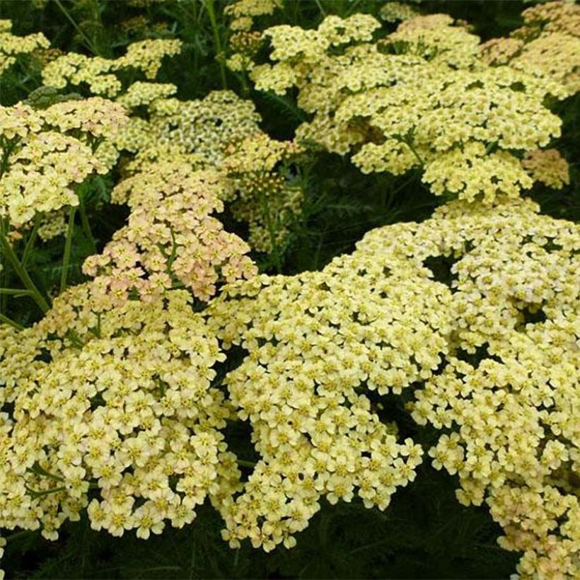 Achillea Hoffnung (Flowering)