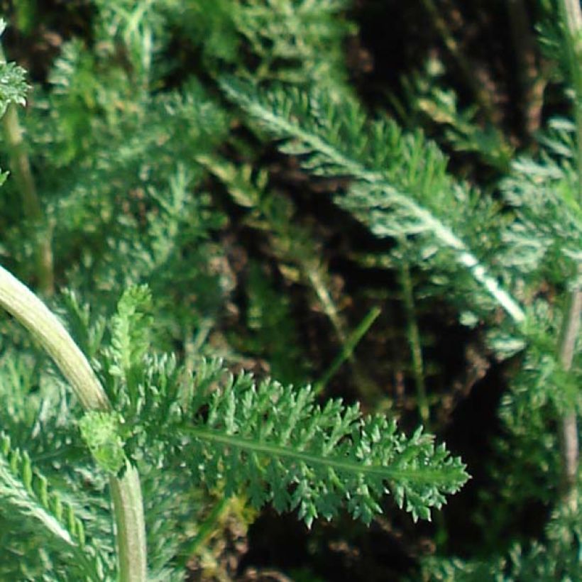 Achillea millefolium Salmon Beauty (Foliage)