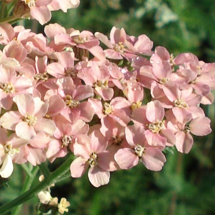 Achillea millefolium Salmon Beauty (Flowering)