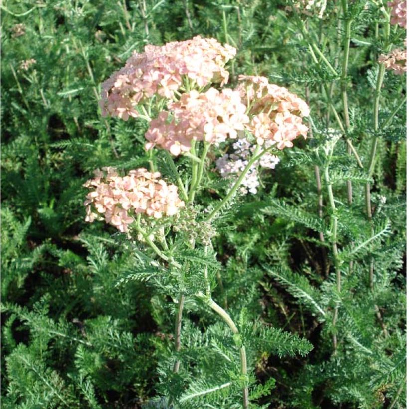 Achillea millefolium Salmon Beauty (Plant habit)