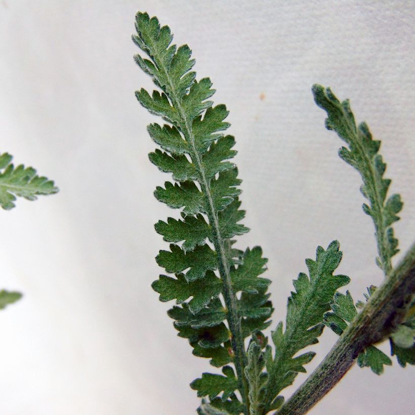 Achillea Moonshine (Foliage)