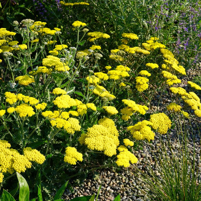 Achillea Moonshine (Plant habit)