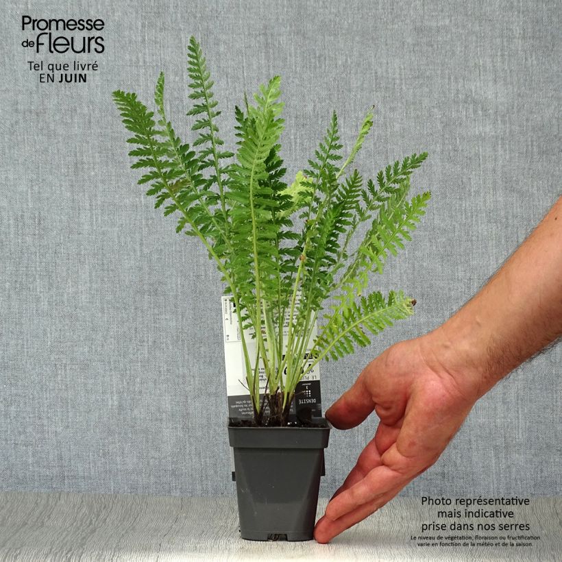 Achillea filipendulina Helios 8/9 cm pot sample as delivered in summer