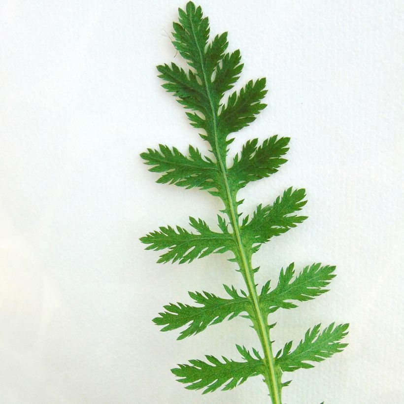 Achillea fillipendulina Cloth of Gold (Foliage)