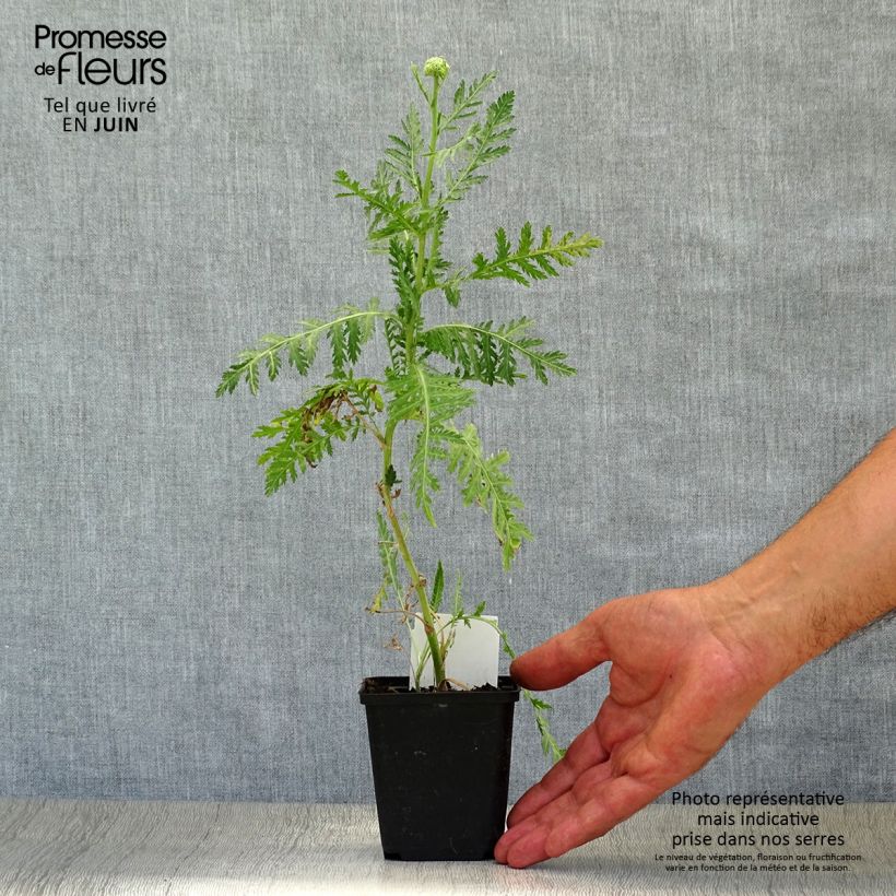 Achillea filipendulina Golden Plate 7/8 cm pot sample as delivered in summer