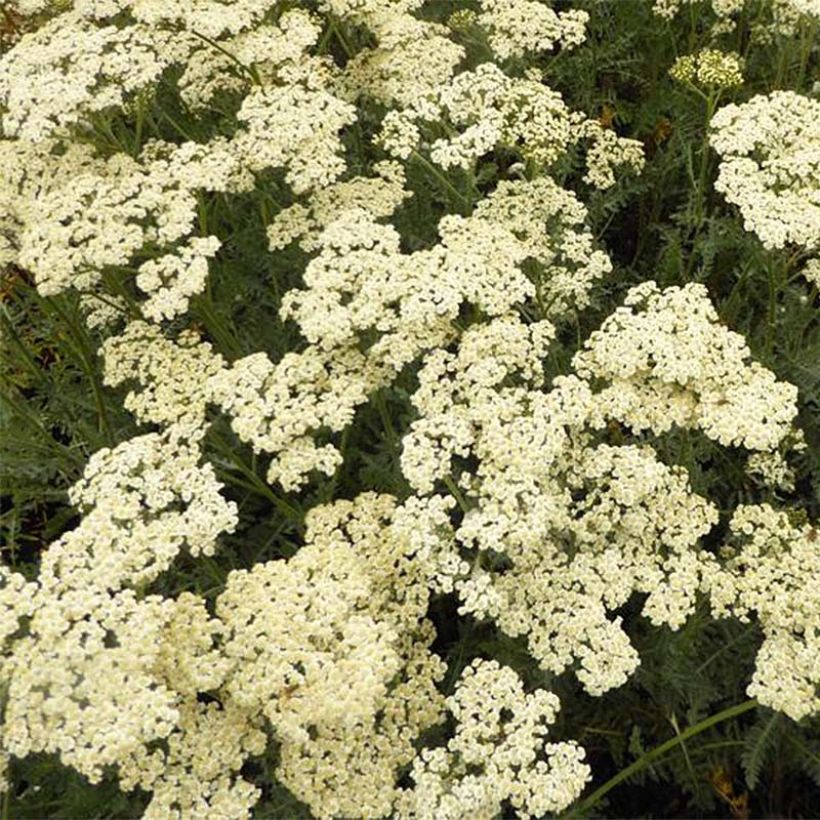 Achillea millefolium Alabaster (Flowering)