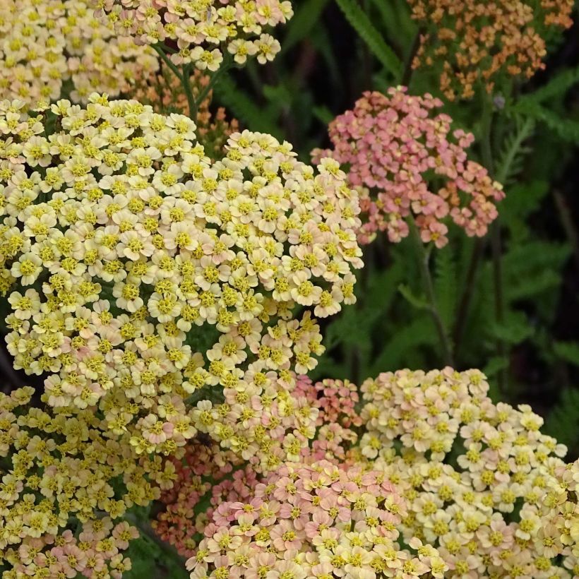 Achillea millefolium Hannelore Pahl (Flowering)