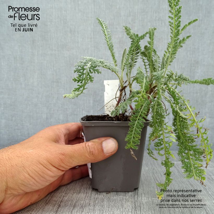 Achillea millefolium Hymne 8/9 cm pot sample as delivered in summer