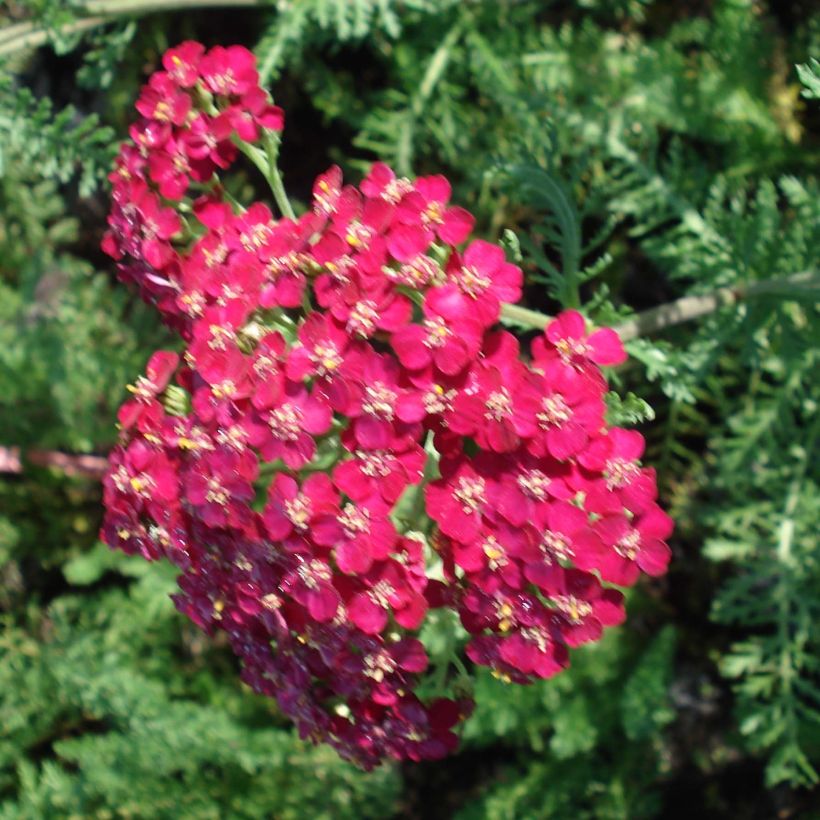 Achillea millefolium Lachsschönheit (Flowering)