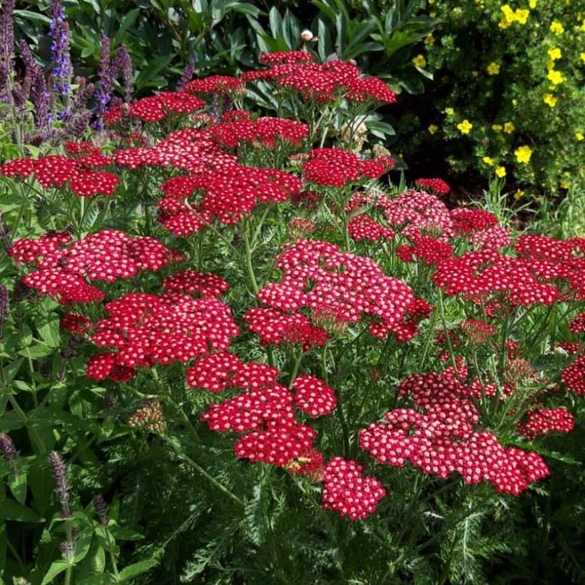 Achillea millefolium Peggy Sue (Flowering)