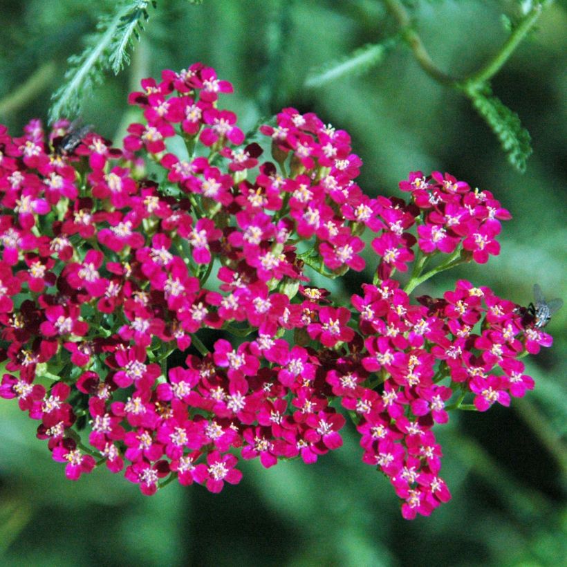 Achillea millefolium Red Beauty (Flowering)